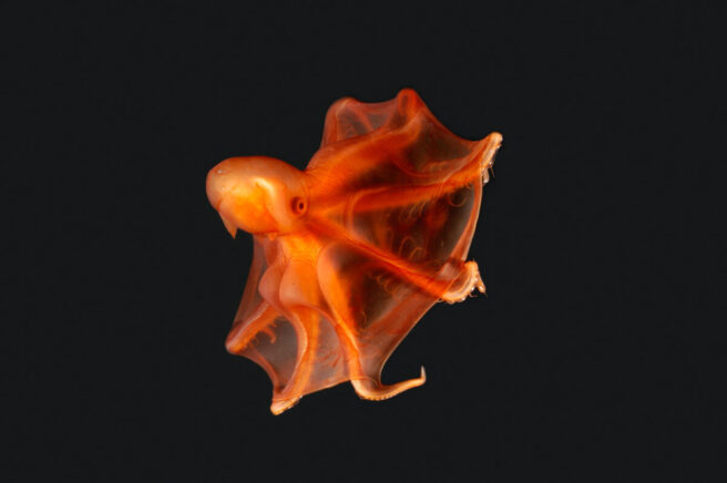 Oransje dypvanns blekksprut