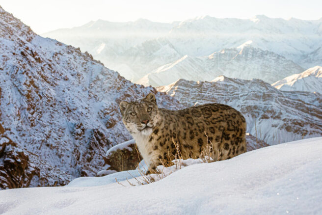Snøleopard i fjell med snø