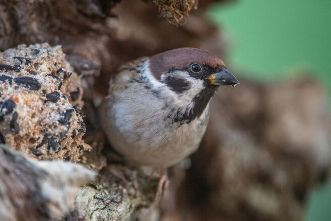 Pilfink spiser meisebolle.