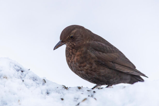 Svarttrost, hunn, i snø.