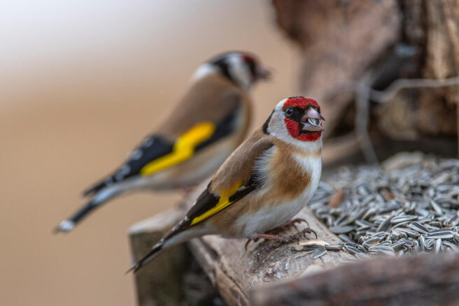 To stilitser på et fuglebrett