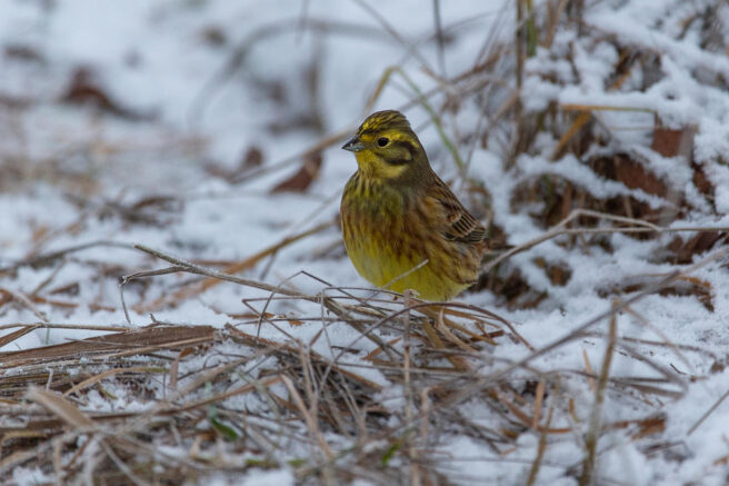 Gulspurv sitter på bakken