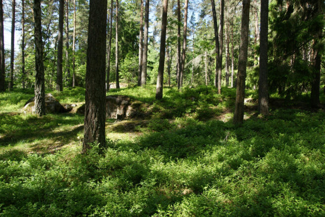 Grønn skogbunn med trær og sollys.