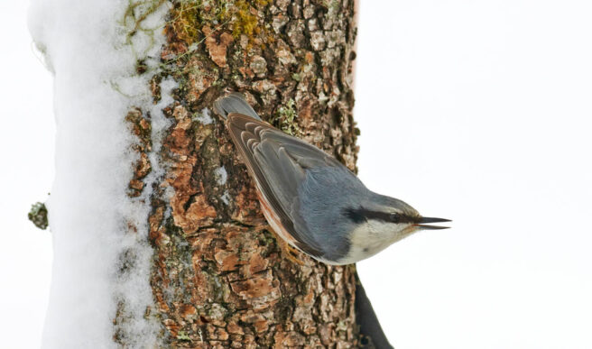 En spettmeis klatrer nedover en trestamme med snø.