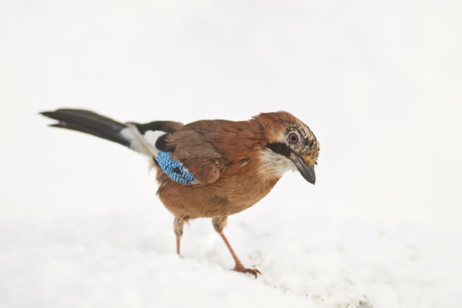 Nøtteskrike på bakke med snø
