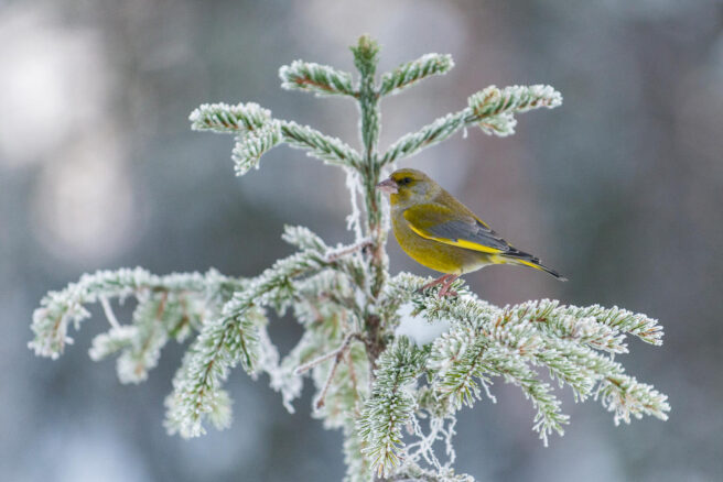 Grønnfink sitter i toppen av et grantre med snø.