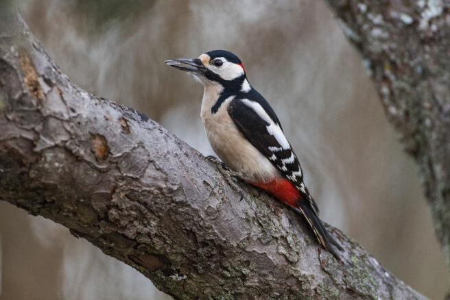Glaggspett sitter på en gren
