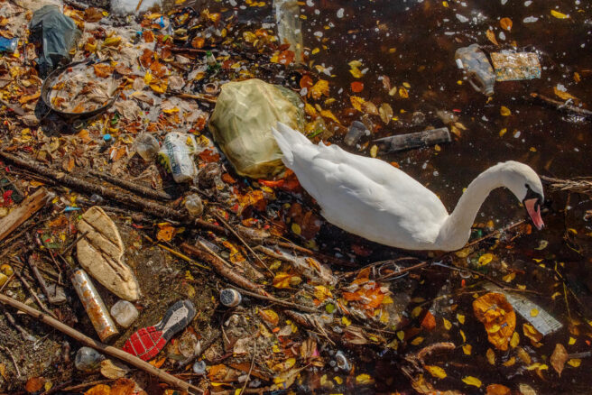 En hvit svane med lang hals og orange nebb, som svømmer i søppelrester/plastikk