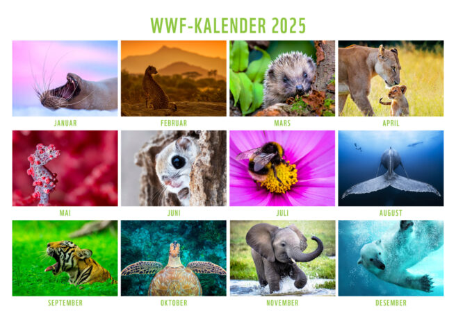 WWF kalender 2025