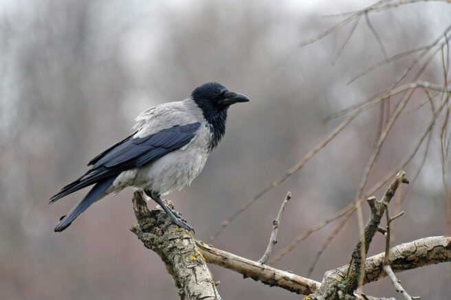 Kråke sitter på en gren