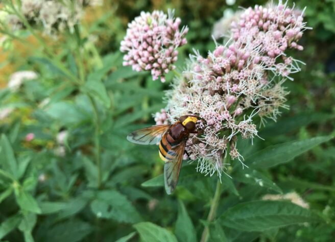 Bilde av en humleblomsterflue