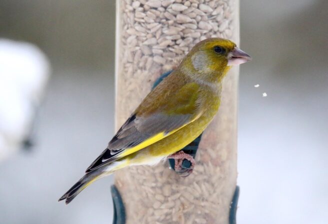 Grønnfink på fuglemater.