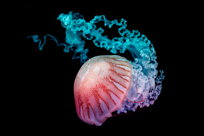 A colorful deep sea jelleyfish.