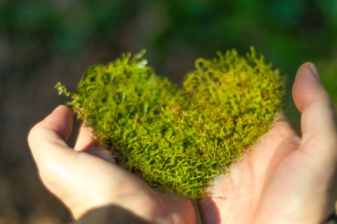 To hender holder oppe et stykke grønn mose formet som et hjerte.
