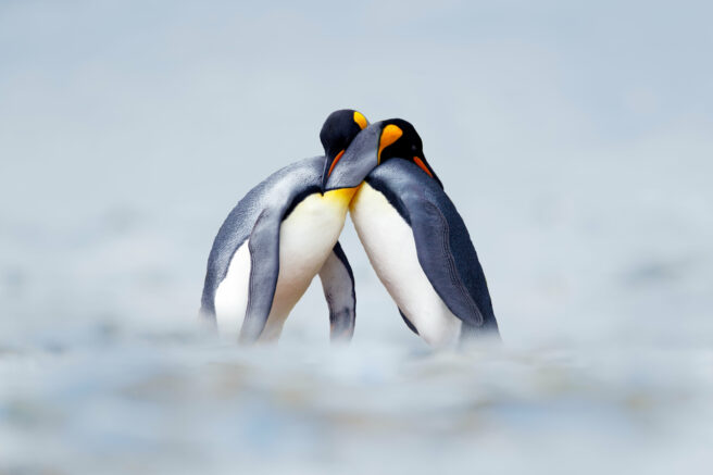 To pingviner legger hodene på hverandre