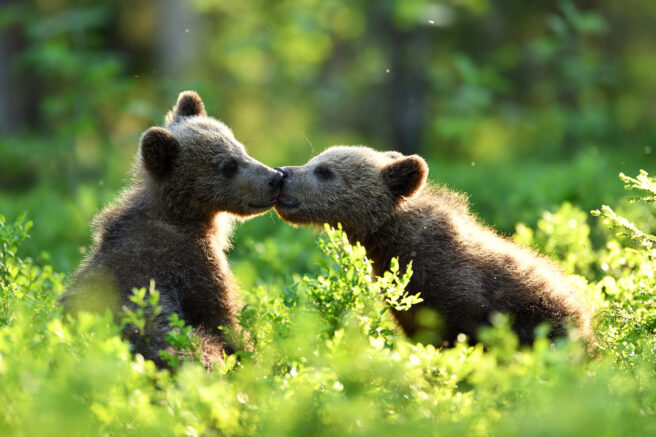 To bjørneunger snuser på hverandre.