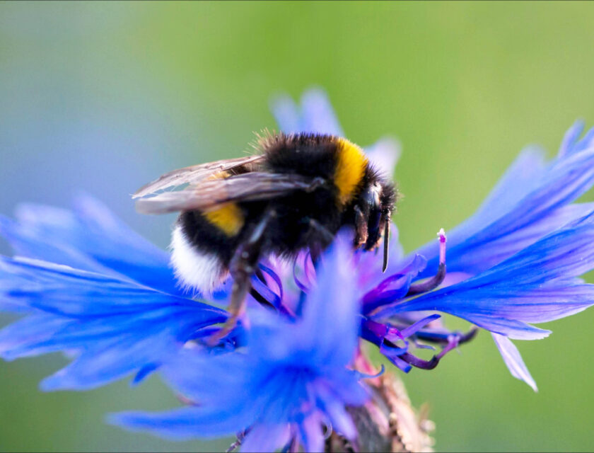Humle på blå kornblomst