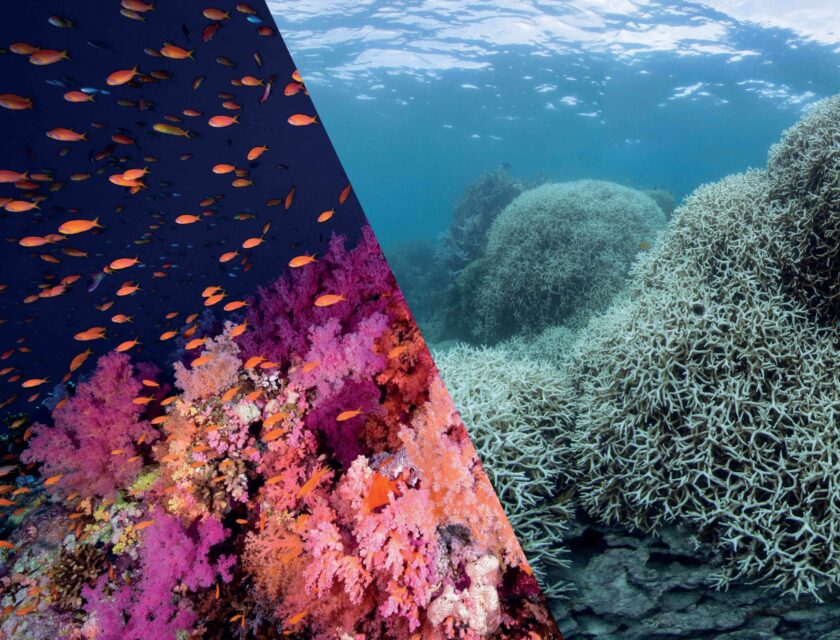 Ocean Images Bank Korallrev som blekner