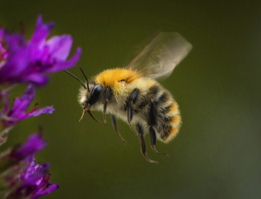 Bie flyr mot en lilla blomst