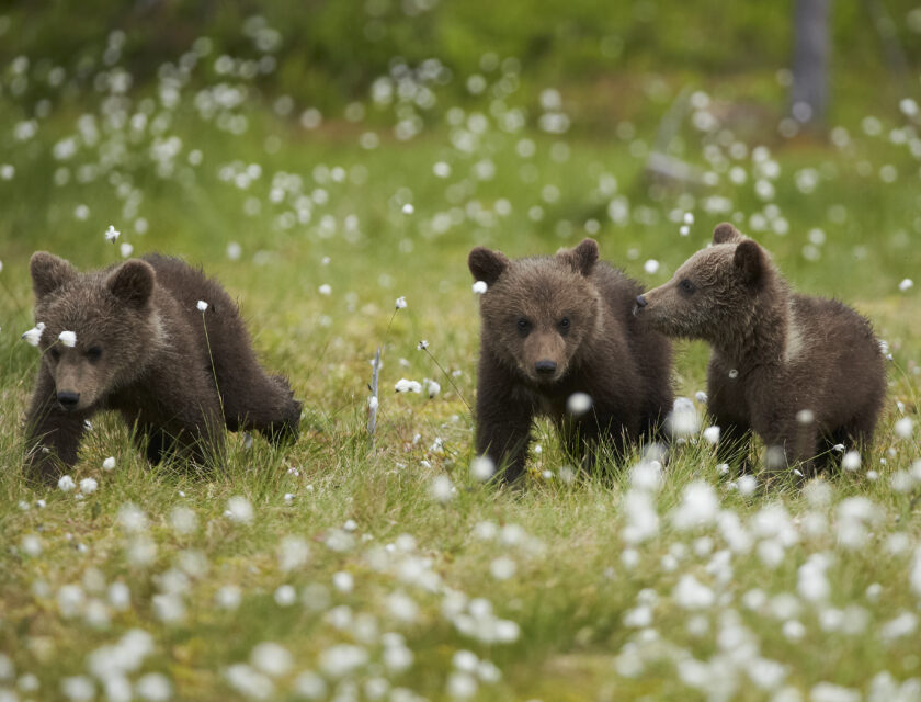 3 bjørneunger går i skogen