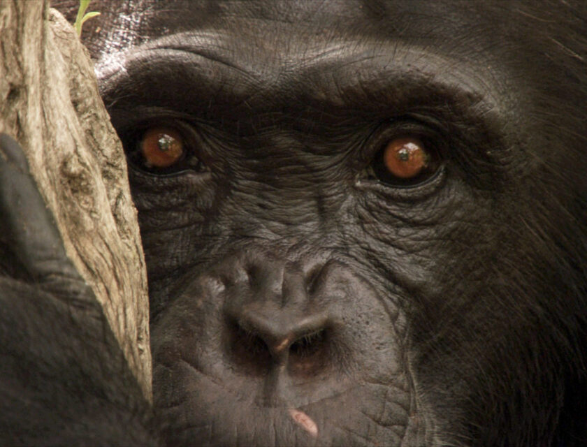 Nærbilde av gorillaansikt som stirrer deg i øynene