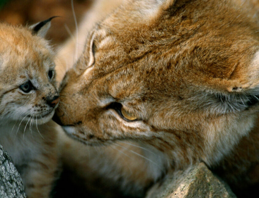 En gaupe mor og barn