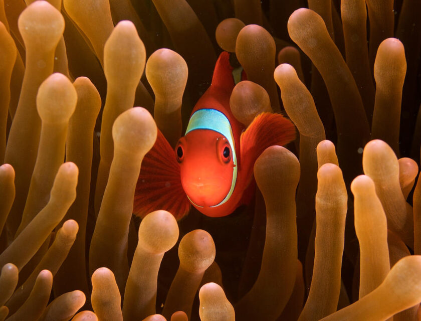 Klovnefisk på korallrev
