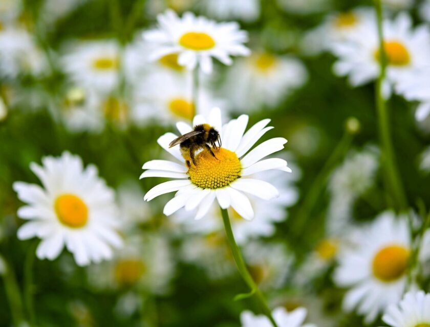 En bie på en løvetann