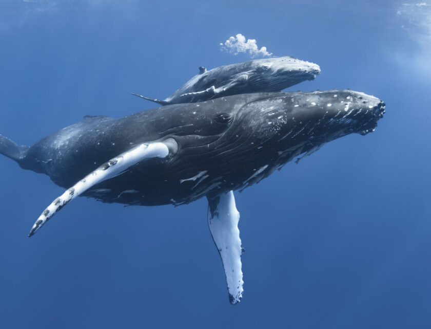 En knølhval med kalv fotografert under vann