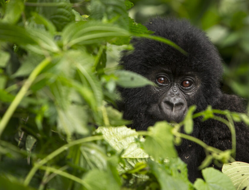 En ung fjellgorilla blant grønne blader i Virunga-parken i DR Kongo