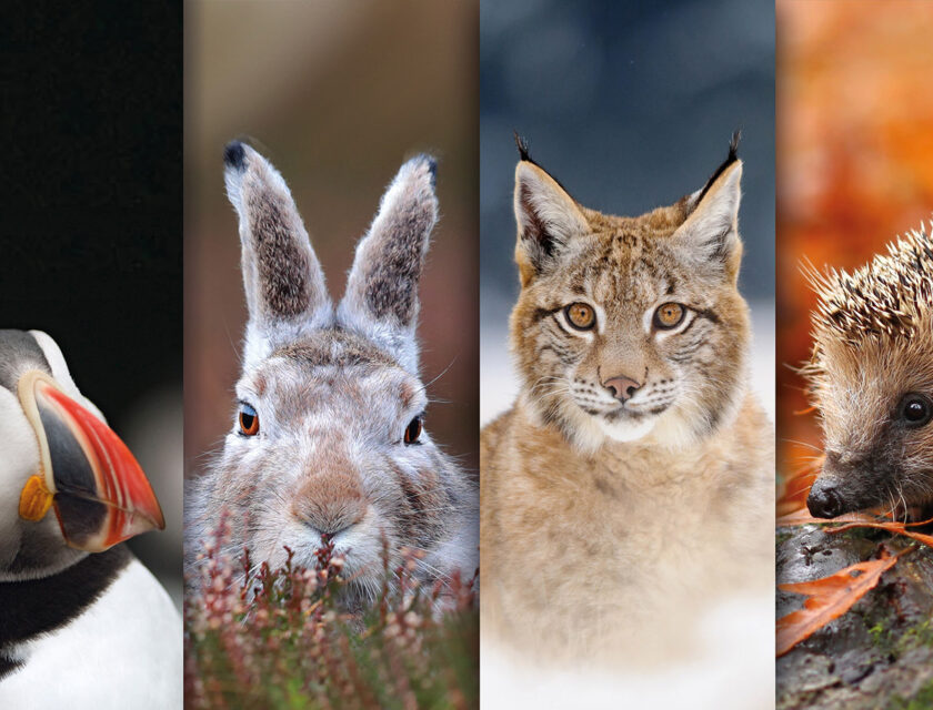 © Shutterstock / WWF Bilde-collage av lundefugl, gaupe, hare og pinnsvin.