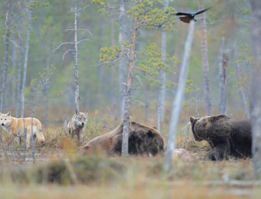 © Wild Wonders of Europe / Staffan Widstrand / WWF Ulv og bjørn som møtes på en myr i de finske skoger.