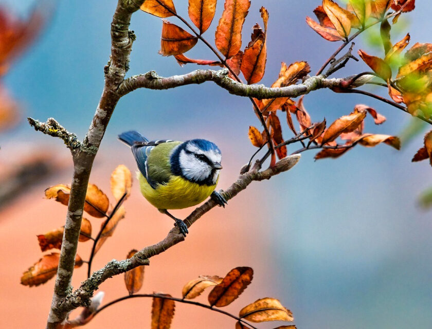 Blåmeis sitter i tre