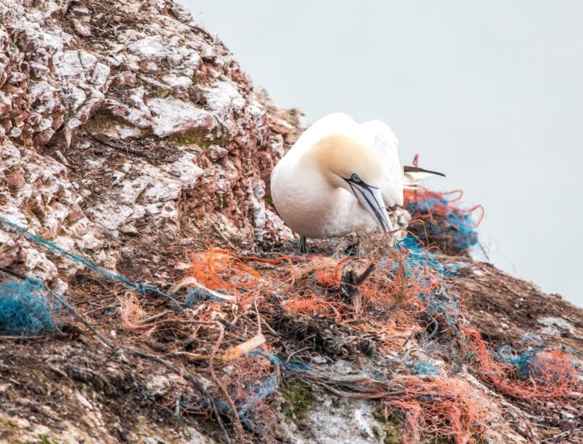 En skilpadde med en plastpose over snuten